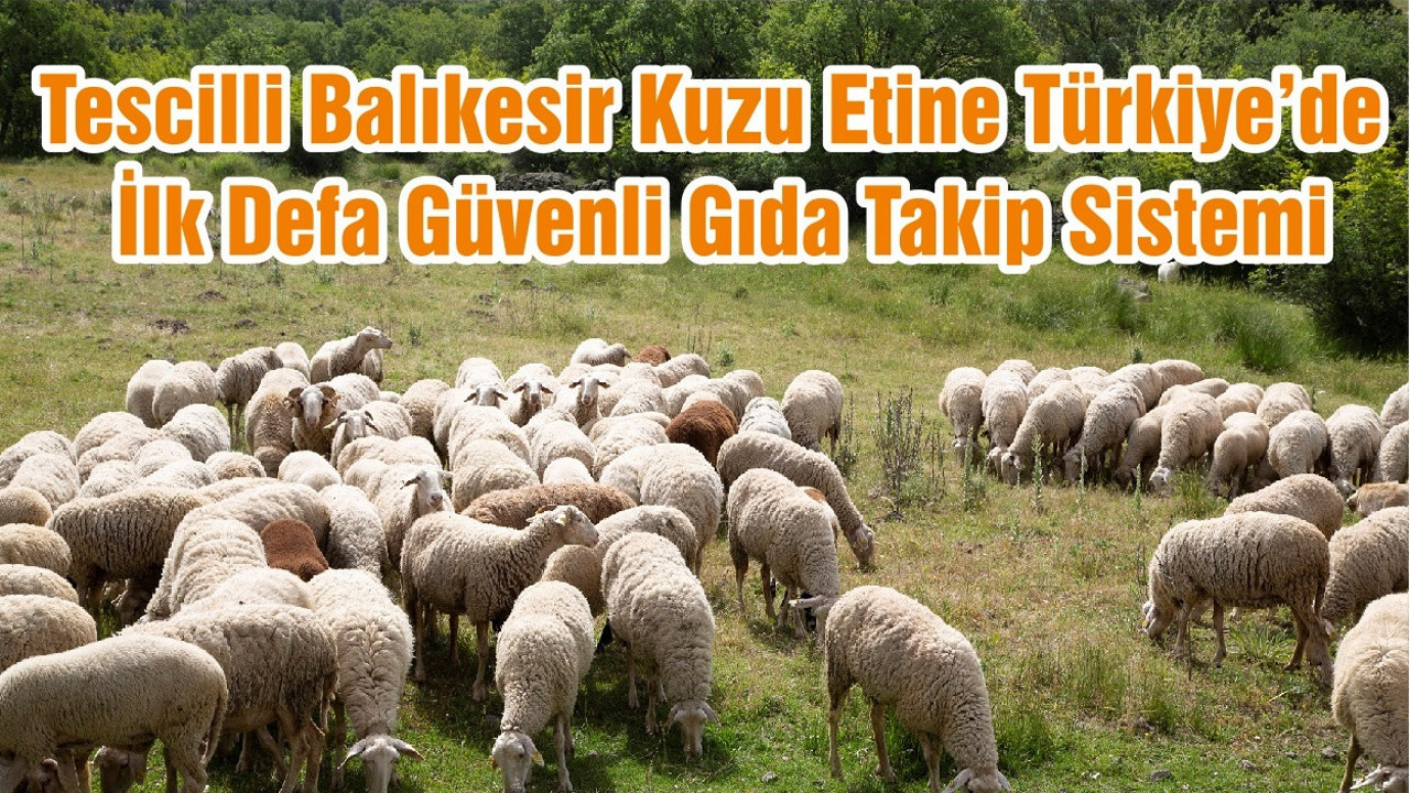 Tescilli Balıkesir Kuzu Etine Türkiye’de İlk Defa Güvenli Gıda Takip Sistemi