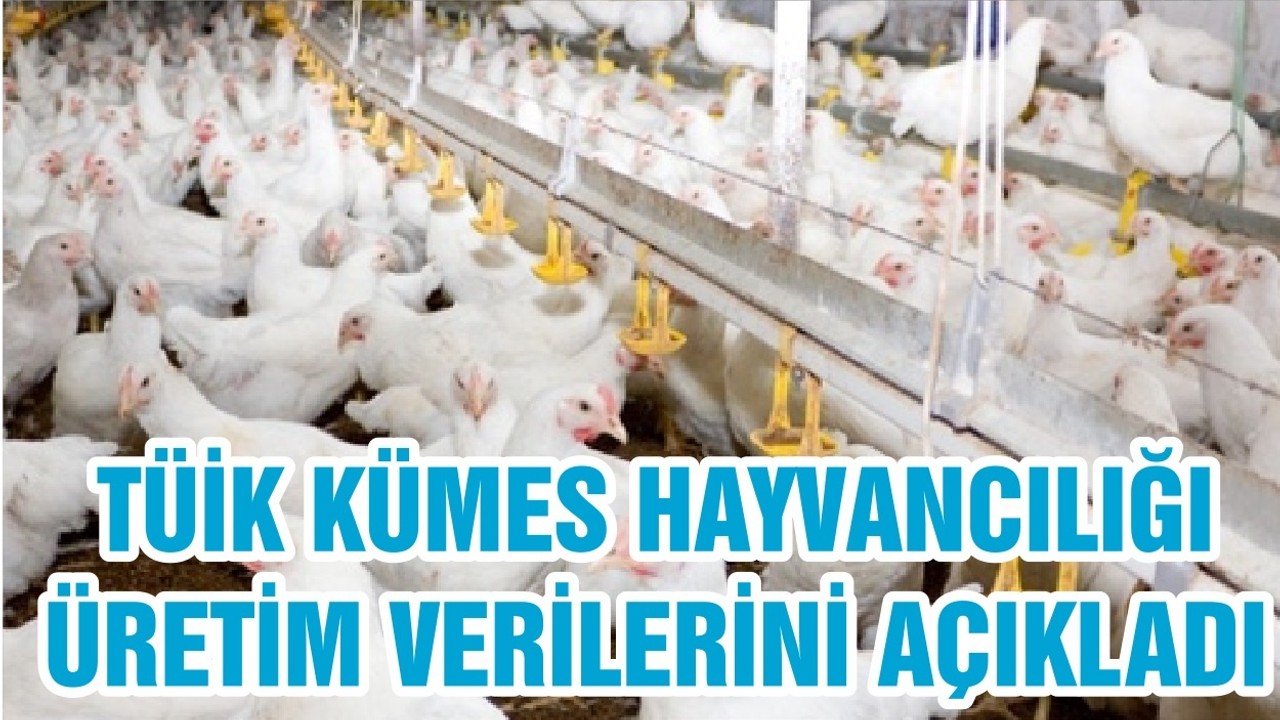 TÜİK KÜMES HAYVANCILIĞI ÜRETİM VERİLERİNİ AÇIKLADI