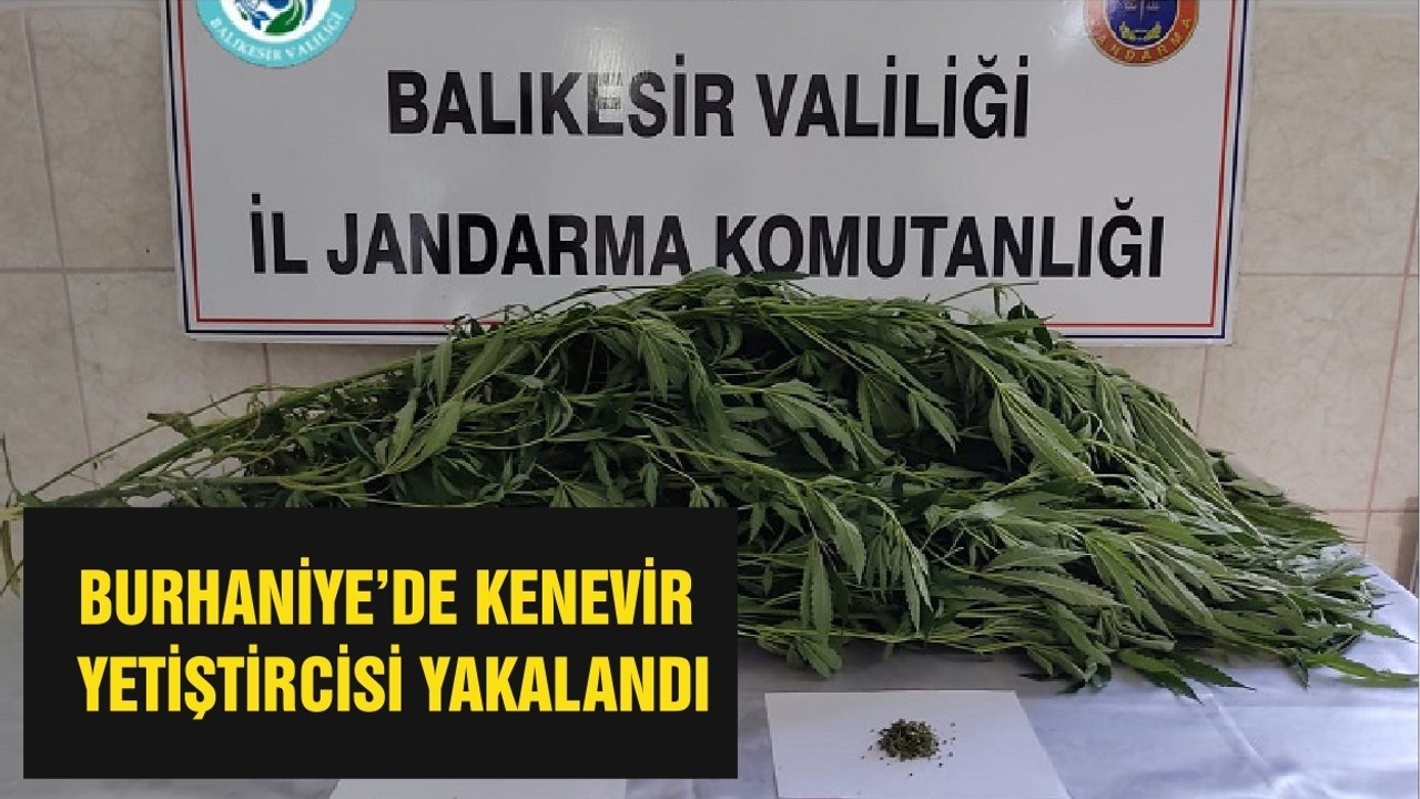 BURHANİYE’DE KENEVİR YETİŞTİRCİSİ YAKALANDI
