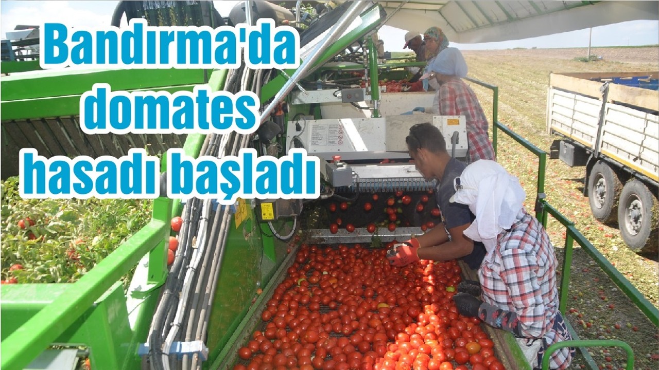 Bandırma'da domates hasadı başladı