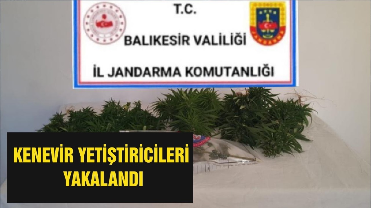 KENEVİR YETİŞTİRİCİLERİ YAKALANDI