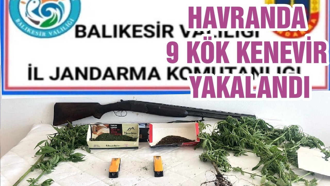 HAVRANDA 9 KÖK KENEVİR YAKALANDI