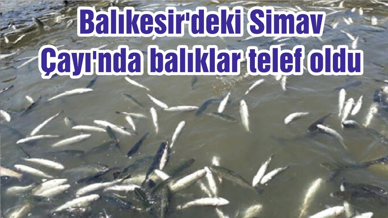 Balıkesir'deki Simav Çayı'nda balıklar telef oldu