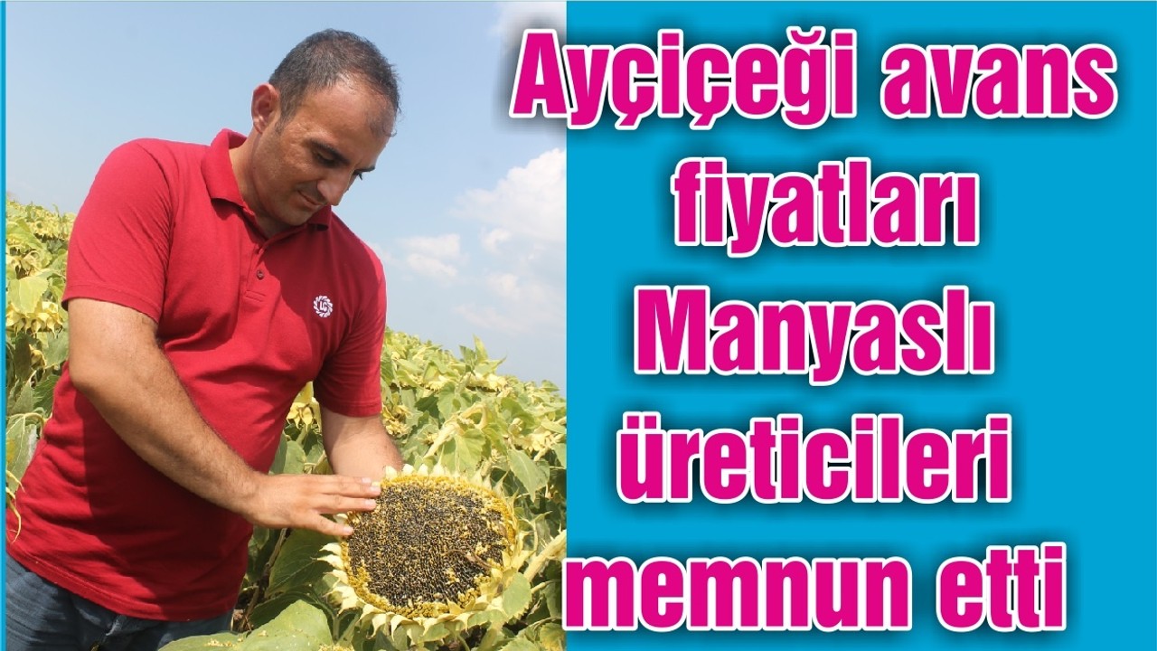 Ayçiçeği avans fiyatları Manyaslı üreticileri memnun etti