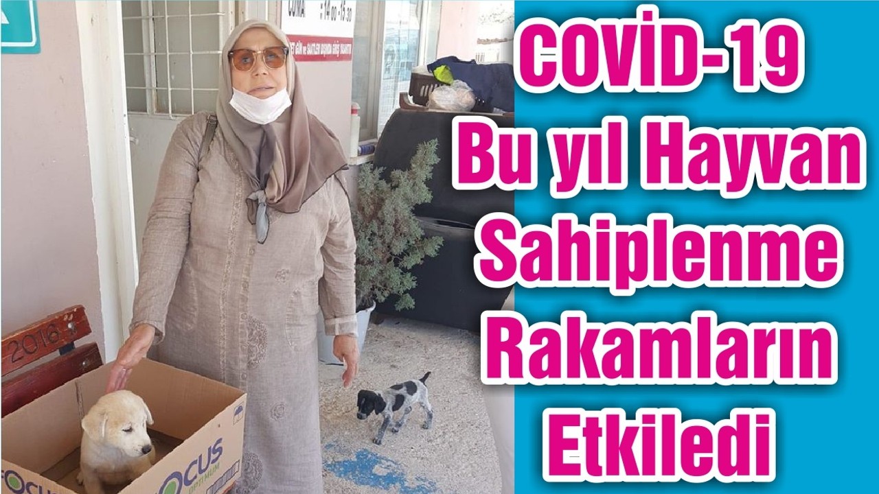 COVİD-19 Bu yıl Hayvan Sahiplenme Rakamların Etkiledi