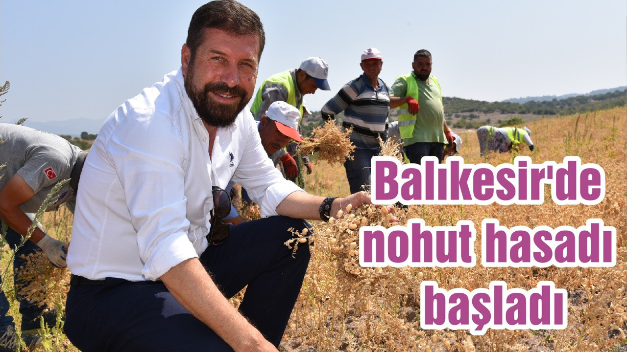 Balıkesir'de nohut hasadı başladı