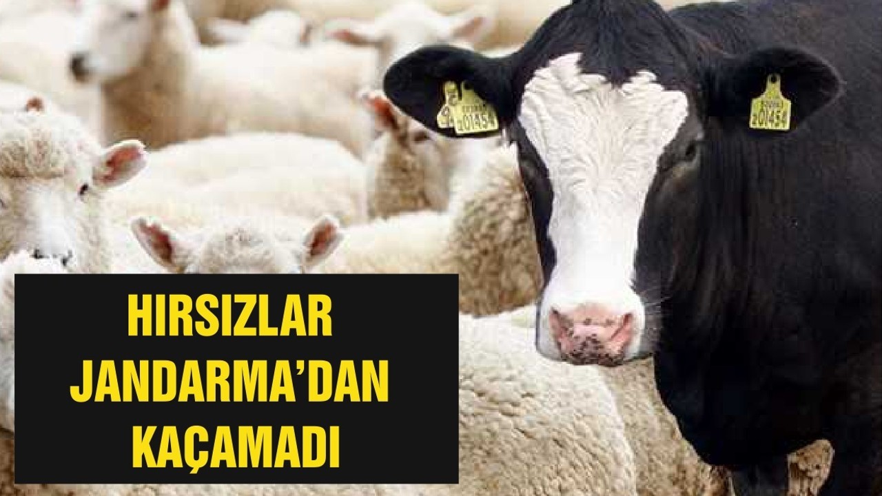 HIRSIZLAR JANDARMA’DAN KAÇAMADI