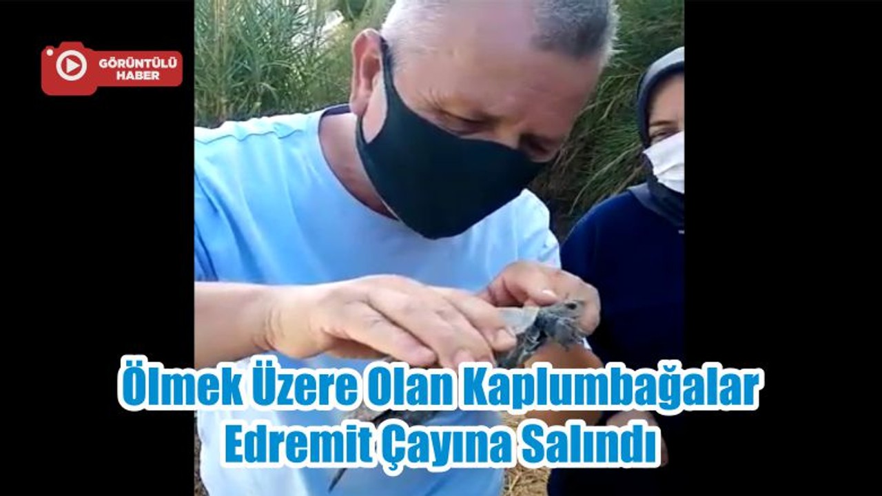 Ölmek Üzere Olan Kaplumbağalar Edremit Çayına Salındı