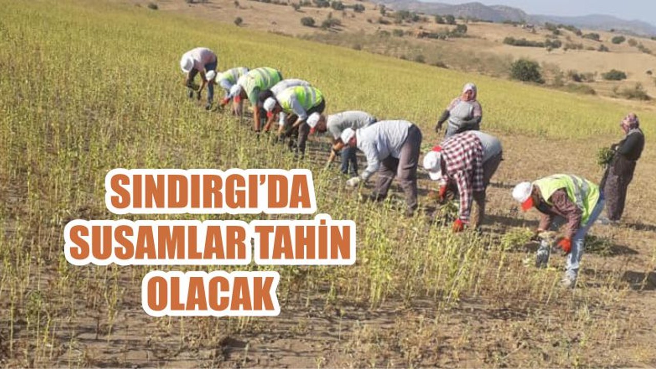 SINDIRGI’DA SUSAMLAR TAHİN OLACAK