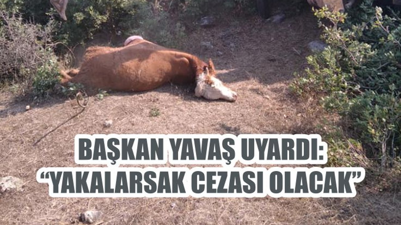 BAŞKAN YAVAŞ UYARDI: “YAKALARSAK CEZASI OLACAK”