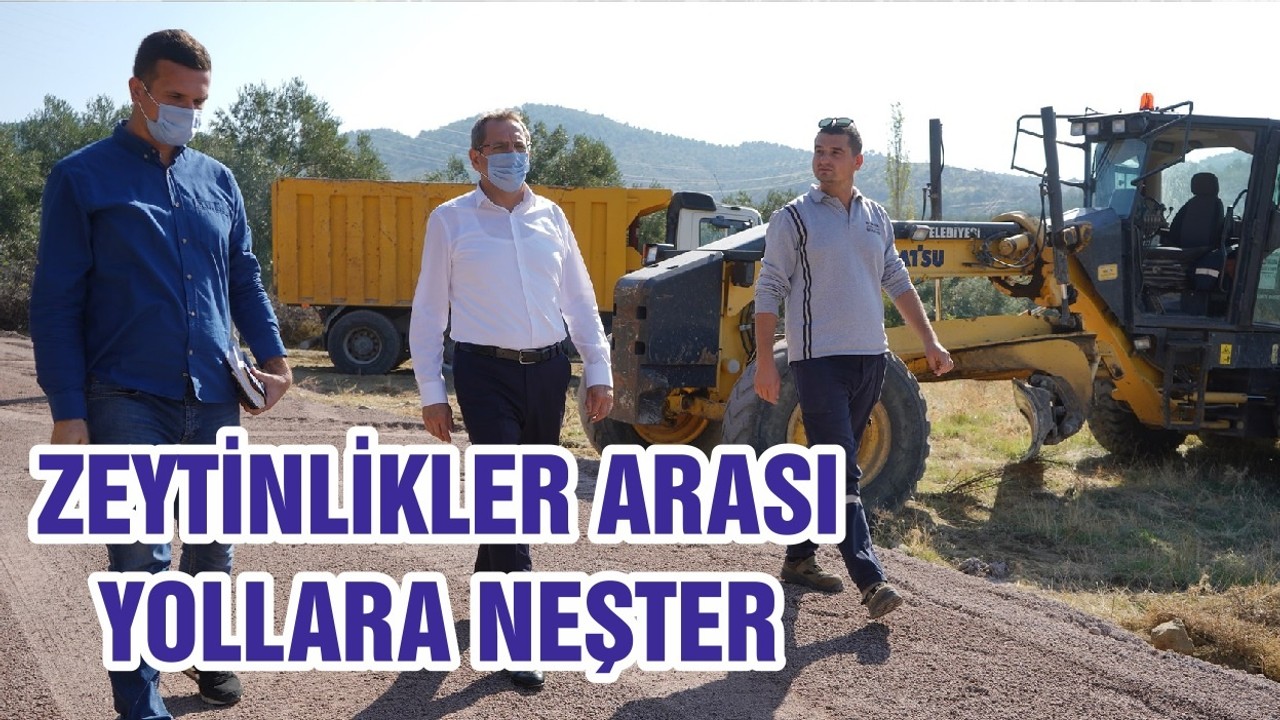 ZEYTİNLİKLER ARASI YOLLARA NEŞTER