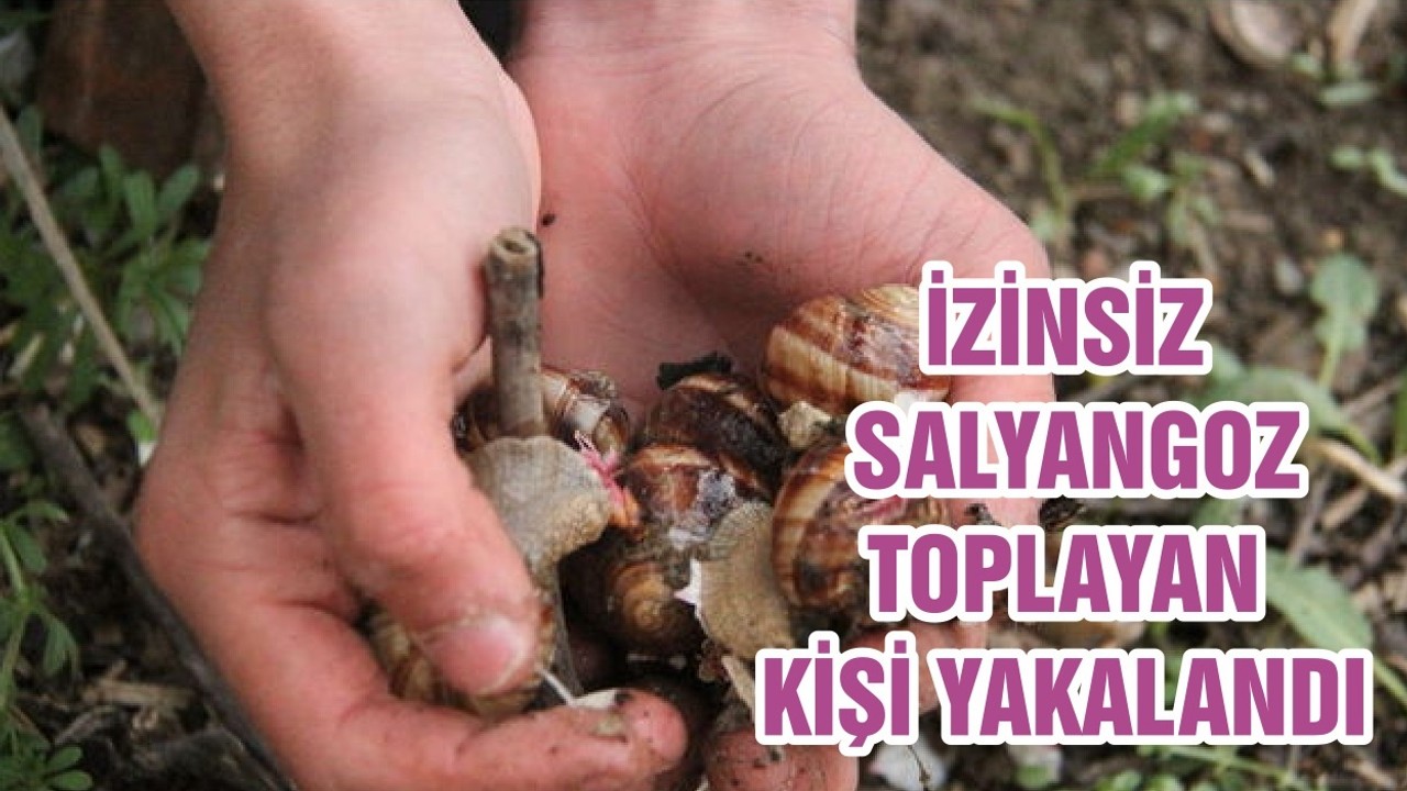 İZİNSİZ SALYANGOZ TOPLAYAN KİŞİ YAKALANDI
