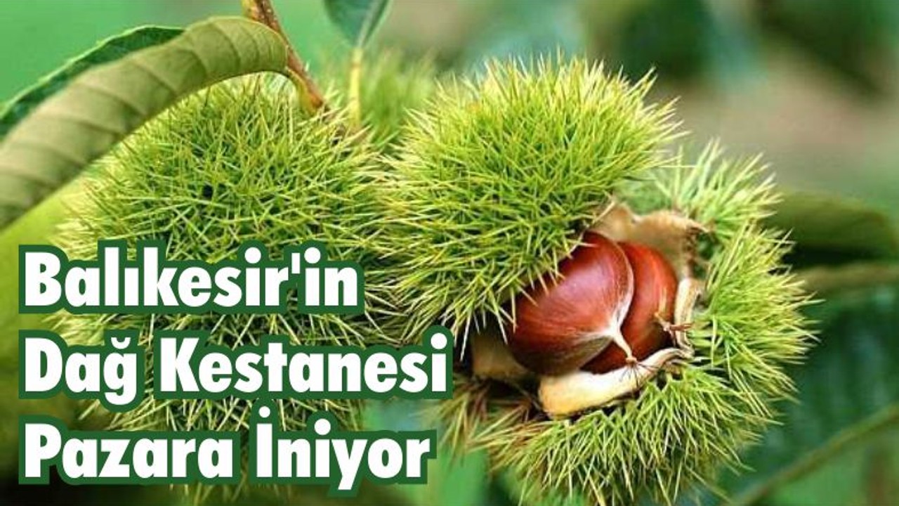 Balıkesir’in Dağ Kestanesi Pazara İniyor