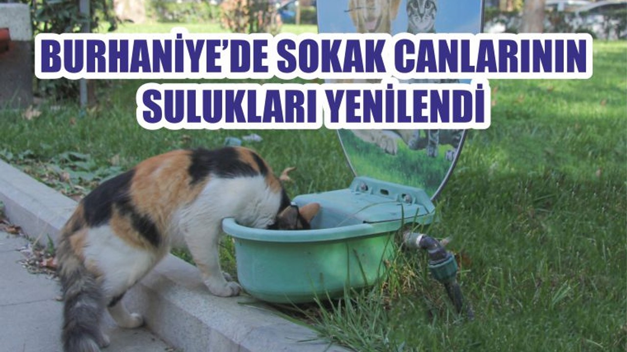 BURHANİYE’DE SOKAK CANLARININ SULUKLARI YENİLENDİ