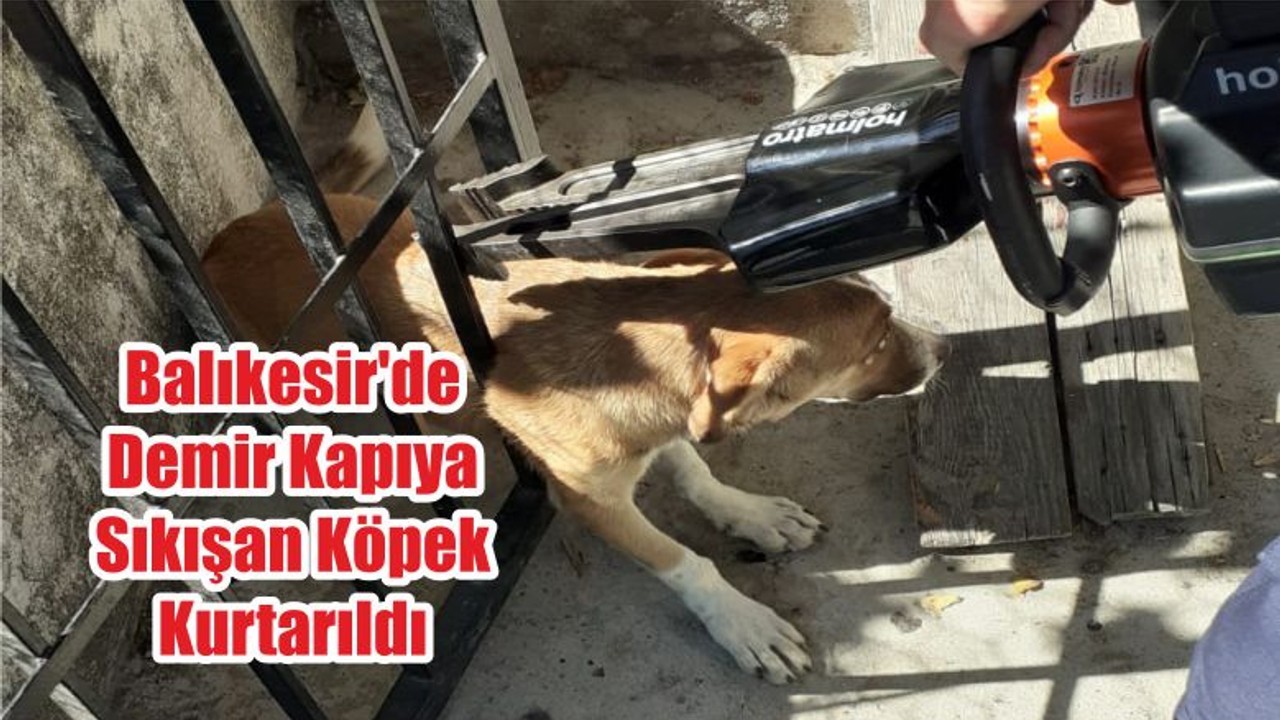 Balıkesir'de Demir Kapıya Sıkışan Köpek Kurtarıldı
