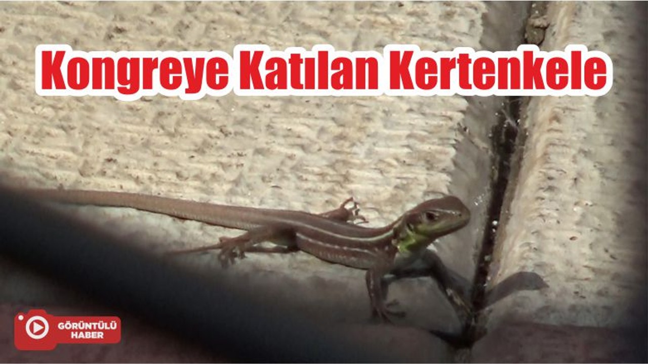 Kongreye Katılan Kertenkele