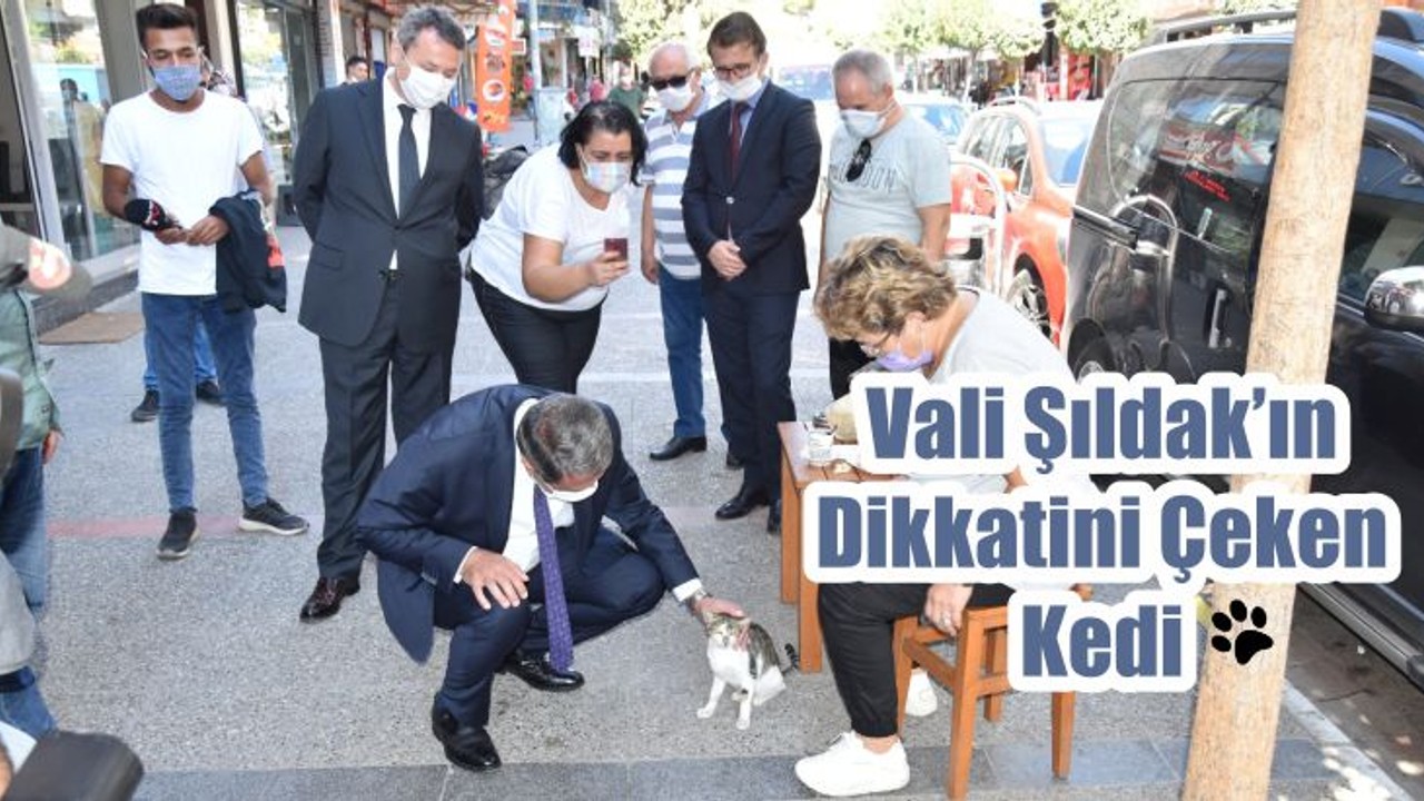 Vali Şıldak’ın Dikkatini Çeken Kedi
