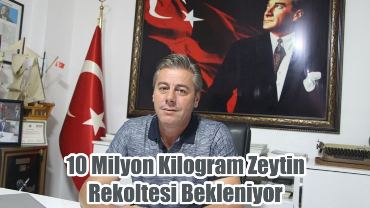 10 Milyon Kilogram Zeytin Rekoltesi Bekleniyor