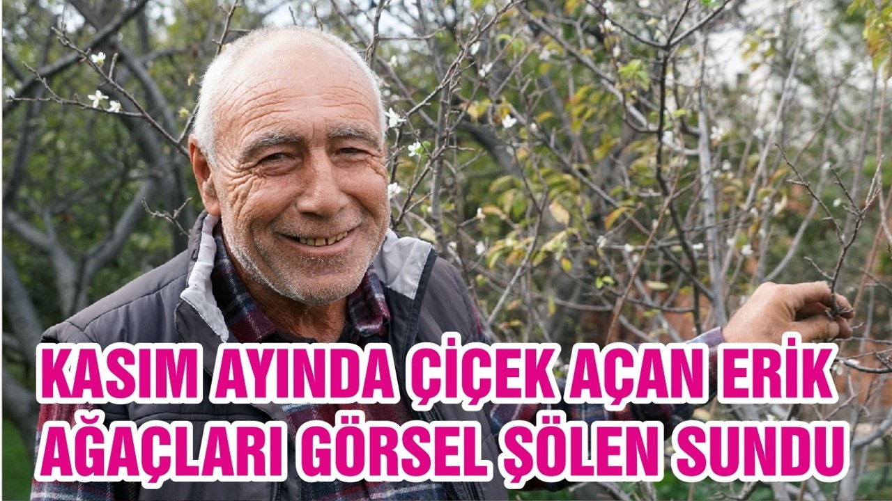 KASIM AYINDA ÇİÇEK AÇAN ERİK AĞAÇLARI GÖRSEL ŞÖLEN SUNDU