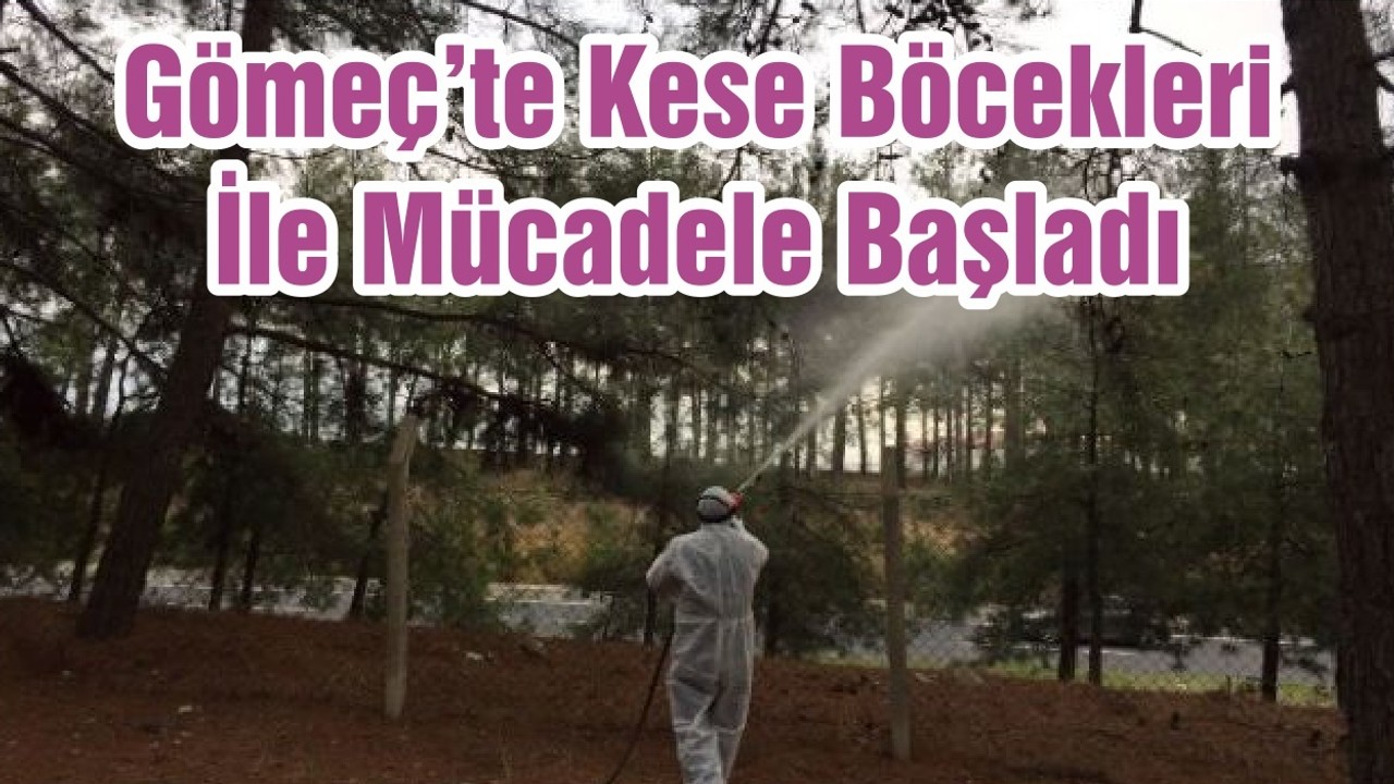 Gömeç’te Kese Böcekleri İle Mücadele Başladı