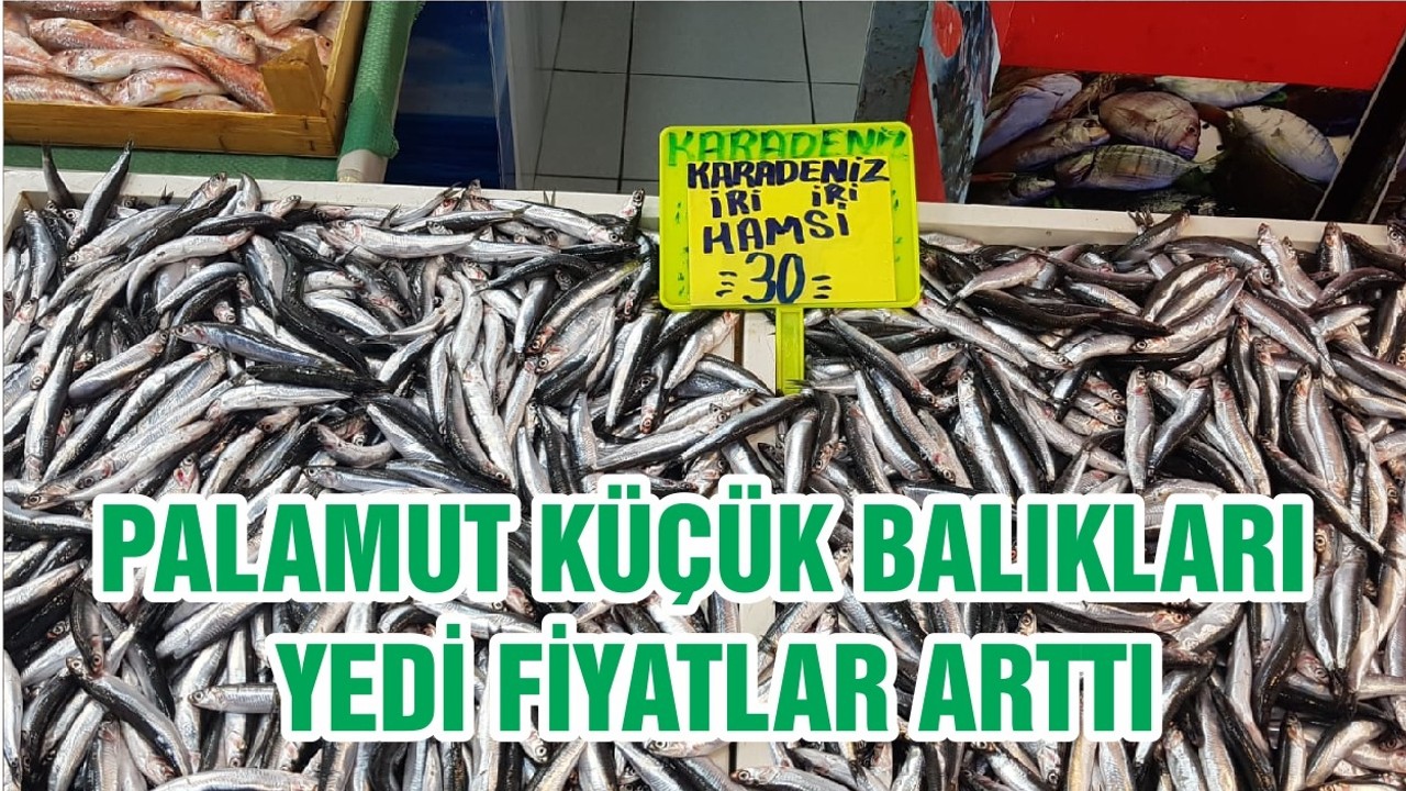 PALAMUT KÜÇÜK BALIKLARI YEDİ FİYATLAR ARTTI