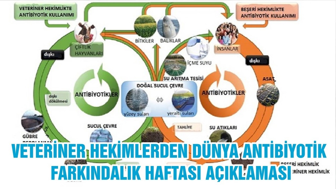 VETERİNER HEKİMLERDEN DÜNYA ANTİBİYOTİK FARKINDALIK HAFTASI AÇIKLAMASI