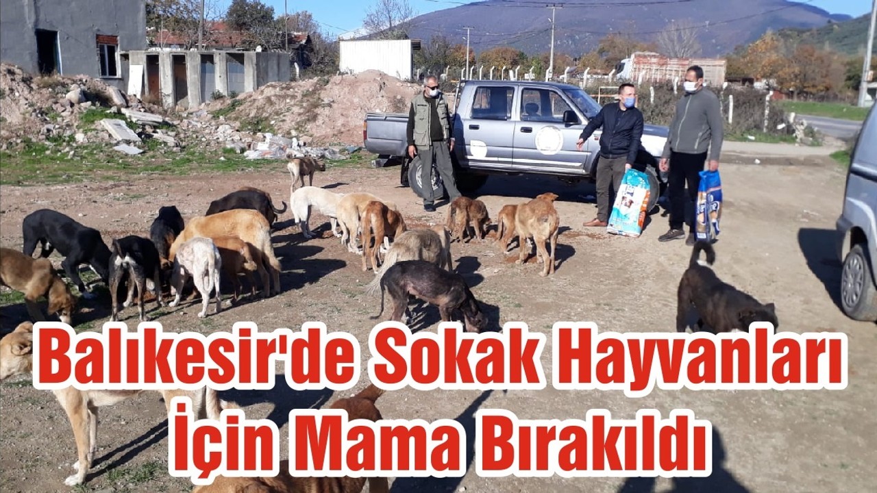 Balıkesir'de Sokak Hayvanları İçin Mama Bırakıldı