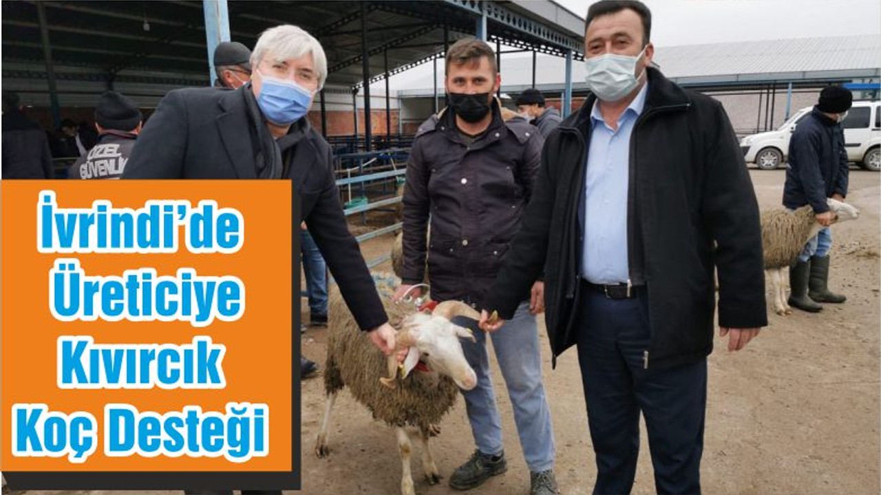 İvrindi’de Üreticiye Kıvırcık Koç Desteği