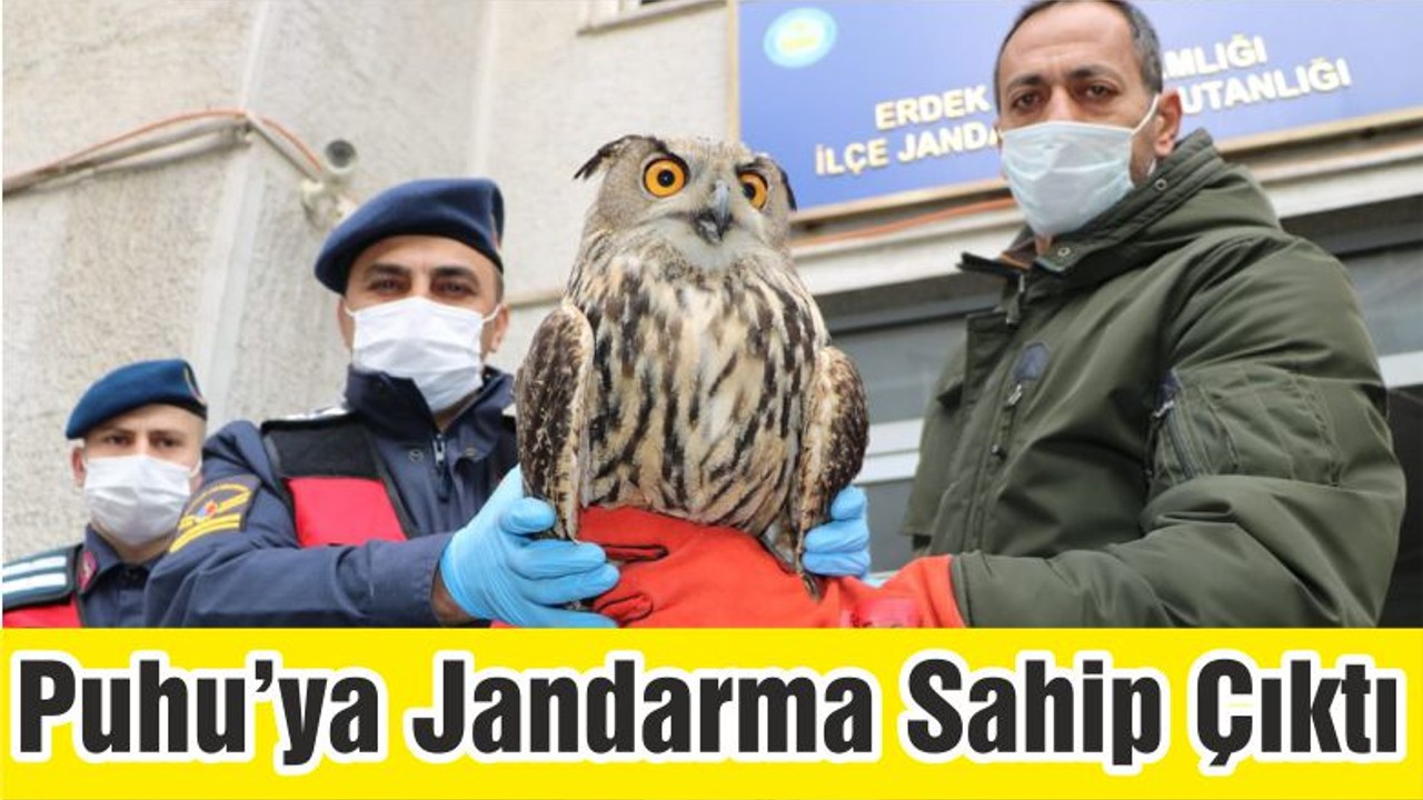 Erdek’te Yorgun Düşen Puhu’ya Jandarma Sahip Çıktı