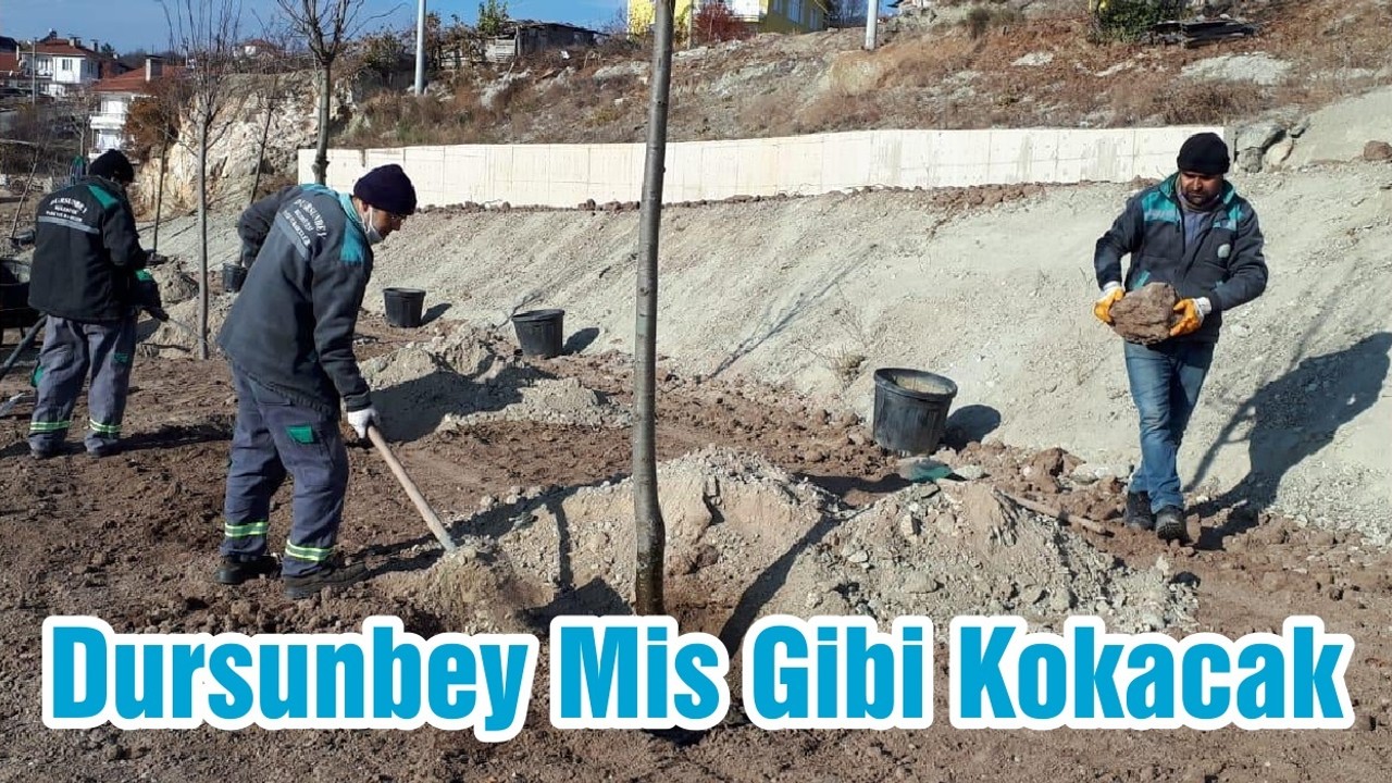 Dursunbey Mis Gibi Kokacak