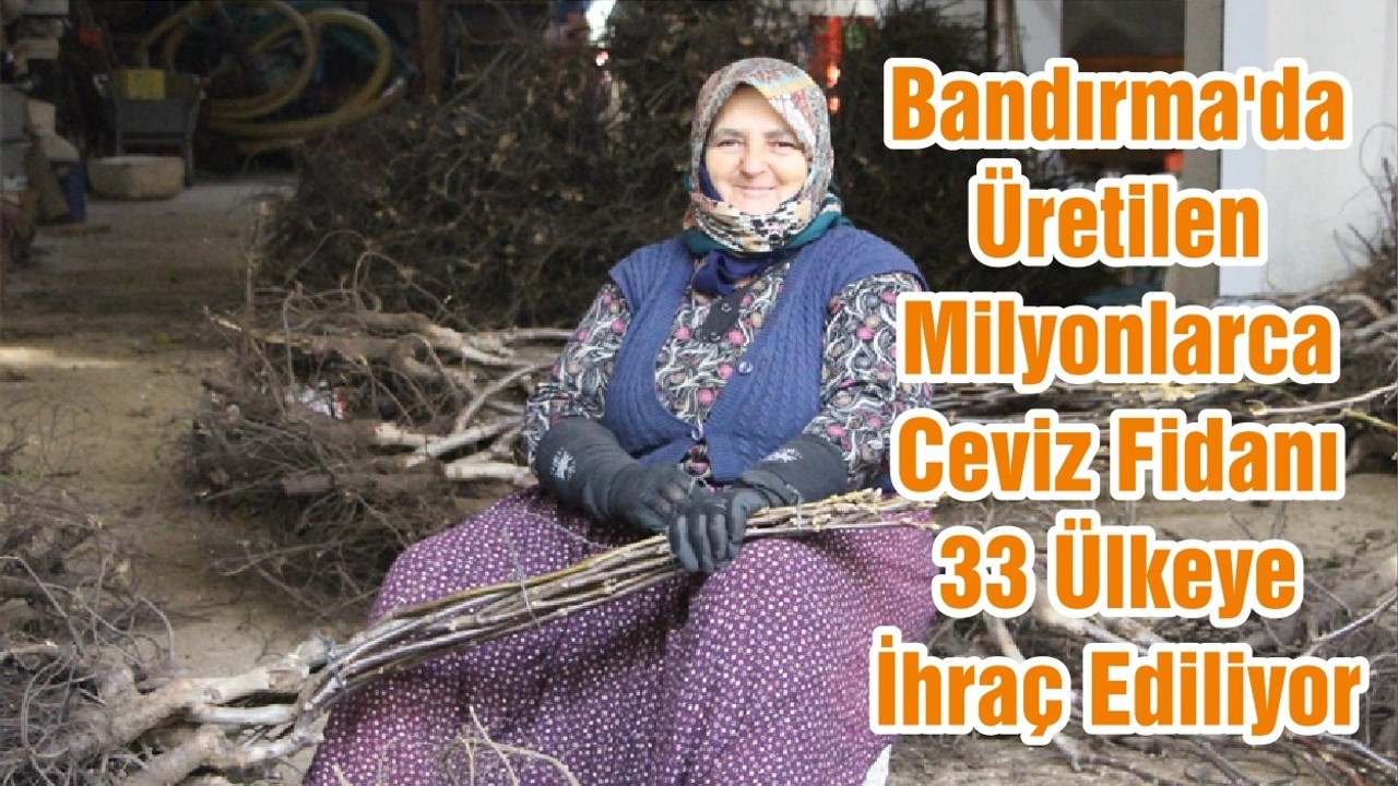 Bandırma'da Üretilen Milyonlarca Ceviz Fidanı 33 Ülkeye İhraç Ediliyor