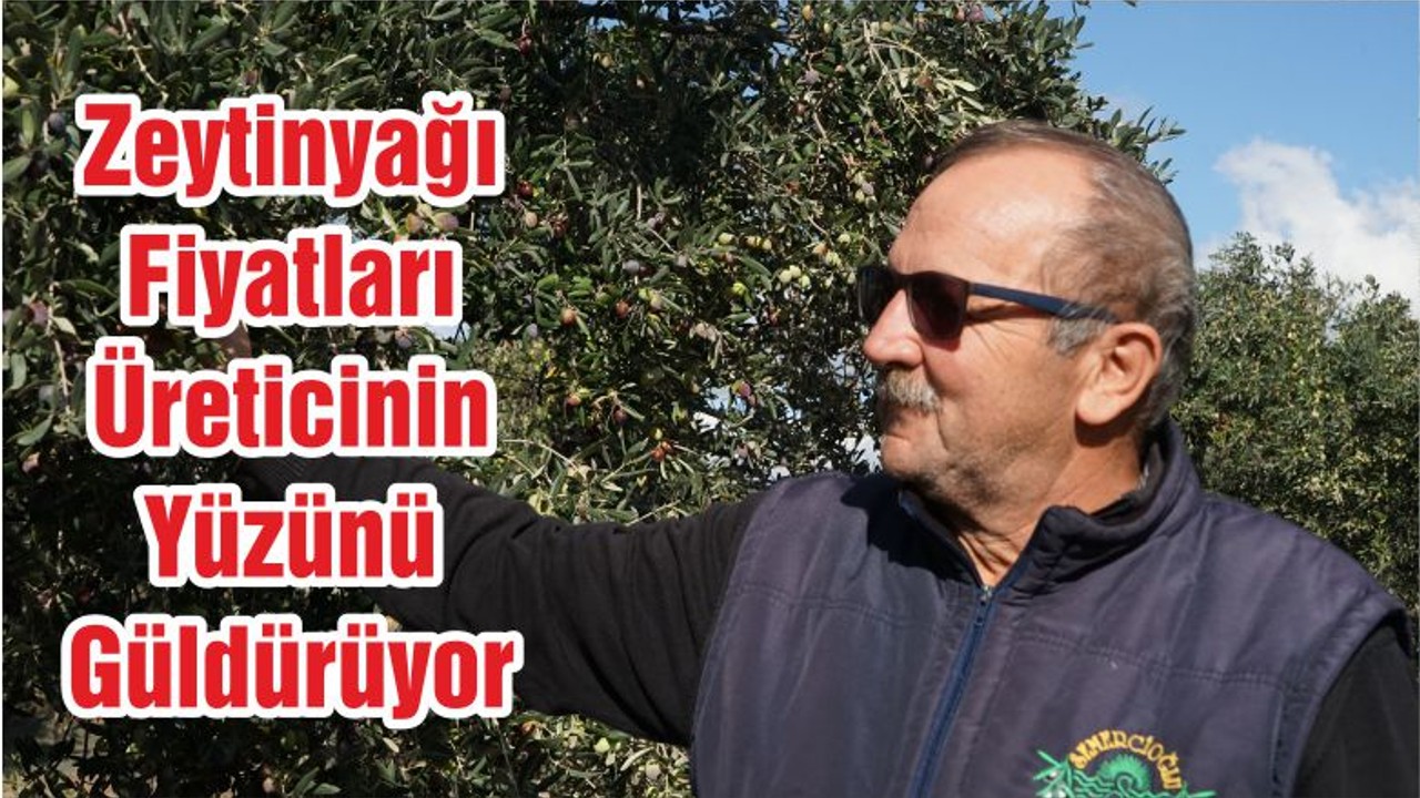Zeytinyağı Fiyatları Üreticinin Yüzünü Güldürüyor