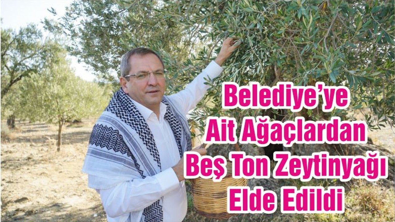 Belediye’ye Ait Ağaçlardan Beş Ton Zeytinyağı Elde Edildi