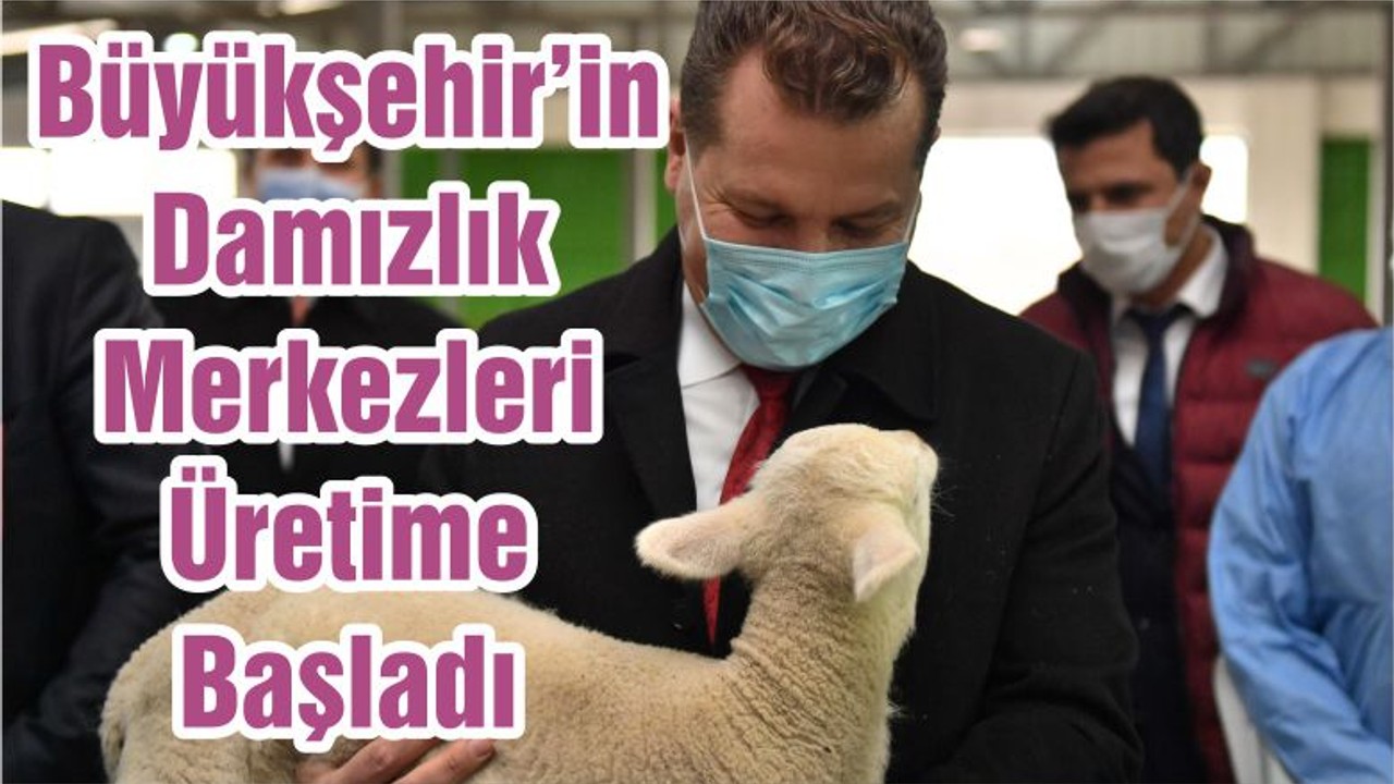 Büyükşehir’in Damızlık Merkezleri Üretime Başladı