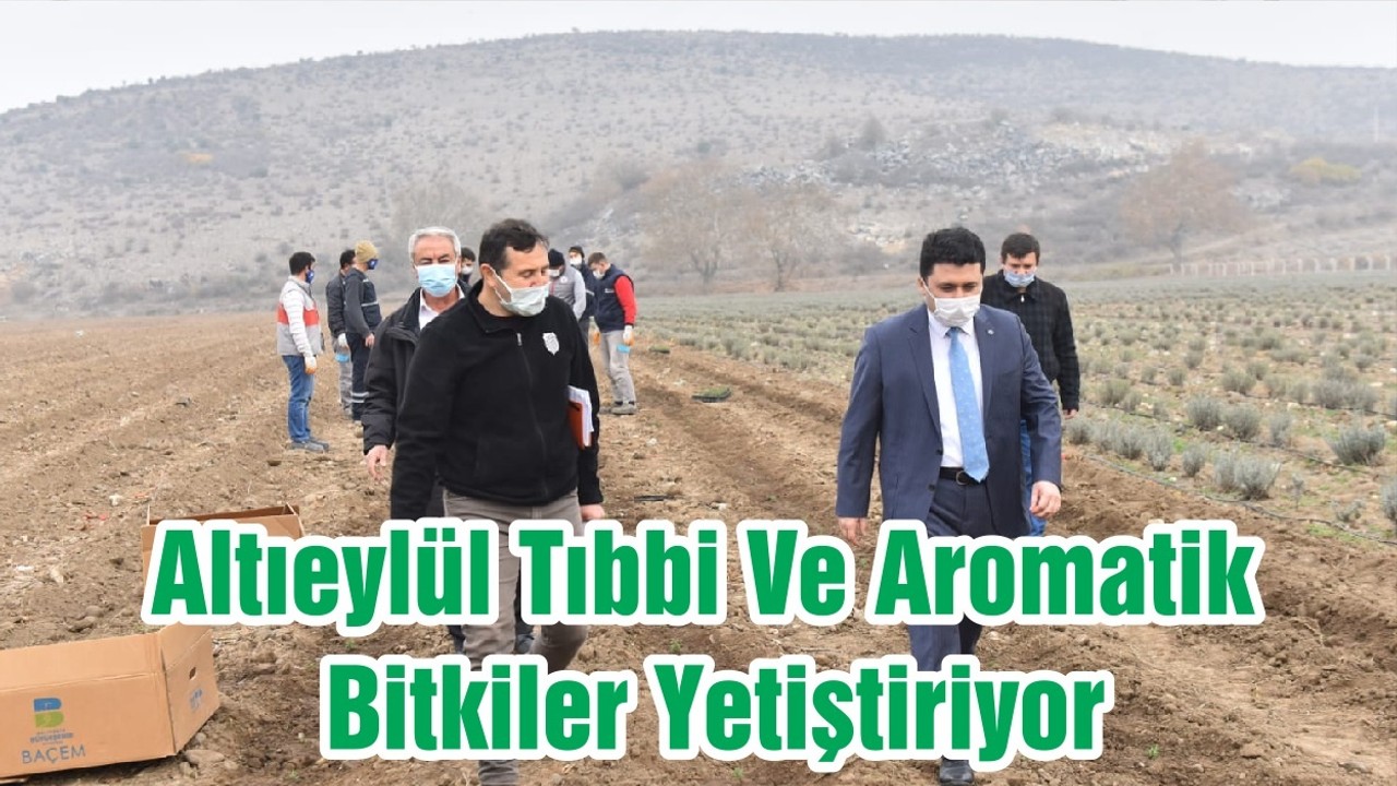 Altıeylül Tıbbi Ve Aromatik Bitkiler Yetiştiriyor
