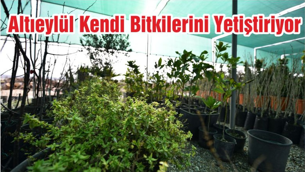 Altıeylül Kendi Bitkilerini Yetiştiriyor