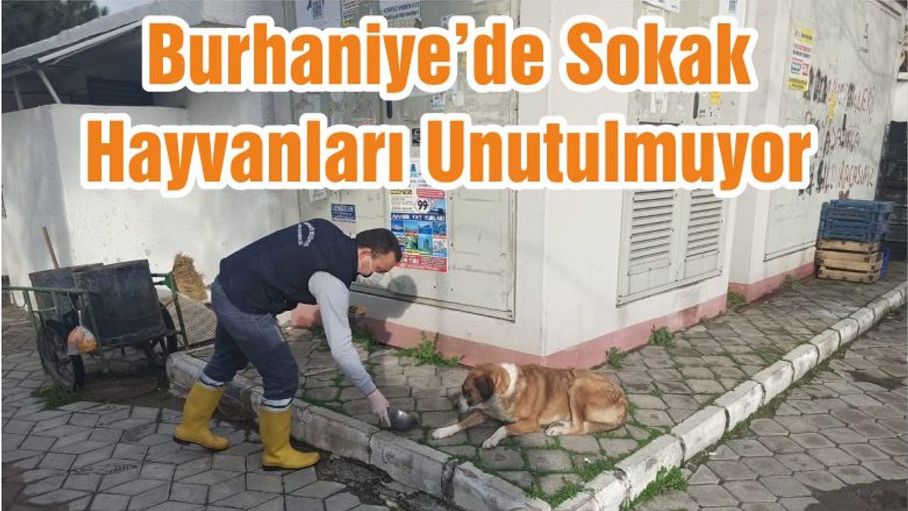Burhaniye’de Sokak Hayvanları Unutulmuyor