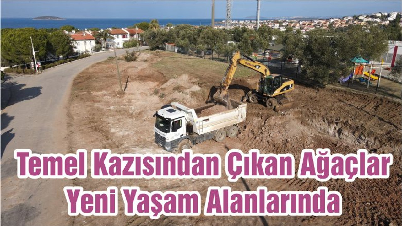 Temel Kazısından Çıkan Ağaçlar Yeni Yaşam Alanlarında