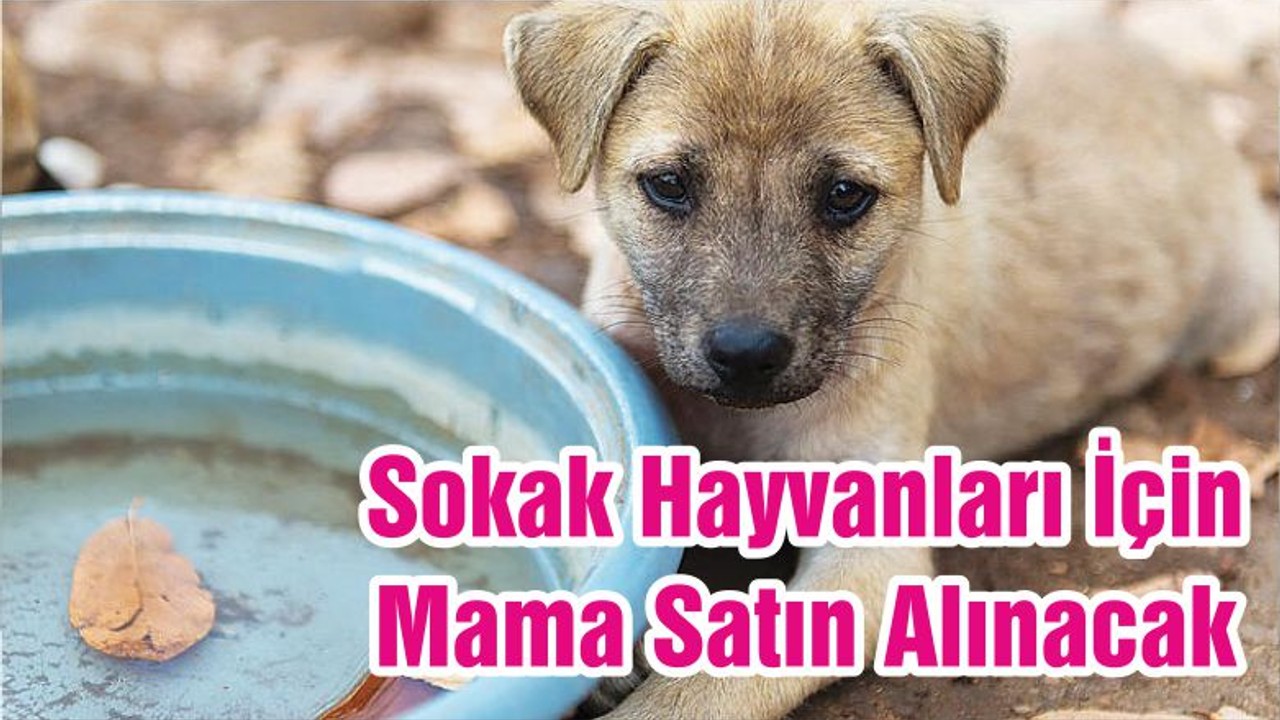 Sokak Hayvanları İçin Mama Satın Alınacak