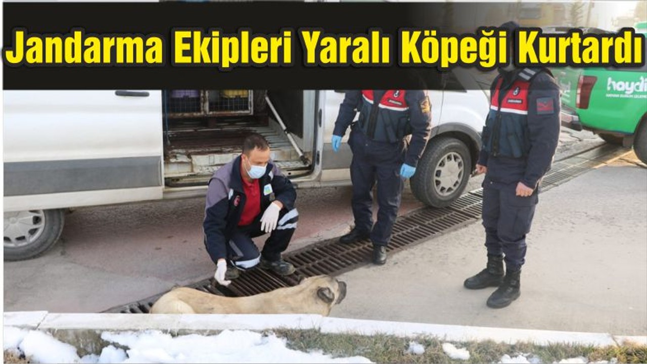 Jandarma Ekipleri Yaralı Köpeği Kurtardı