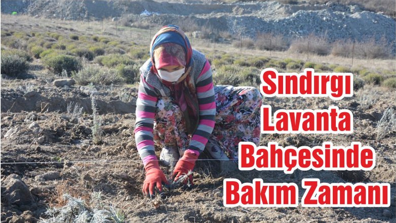Sındırgı Lavanta Bahçesinde Bakım Zamanı