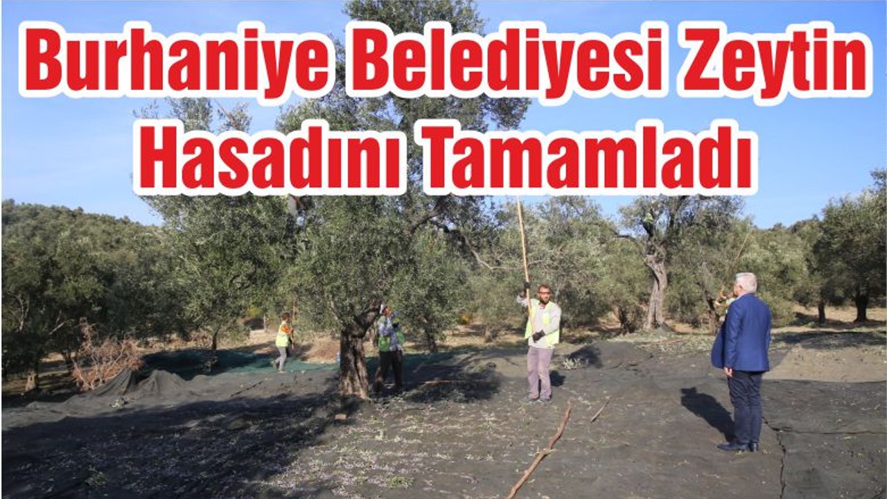 Burhaniye Belediyesi Zeytin Hasadını Tamamladı