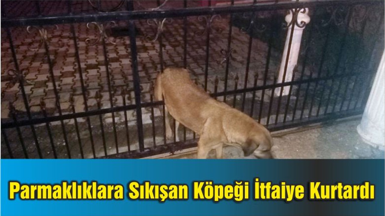 Demir Parmaklıklara Sıkışan Köpeği İtfaiye Kurtardı