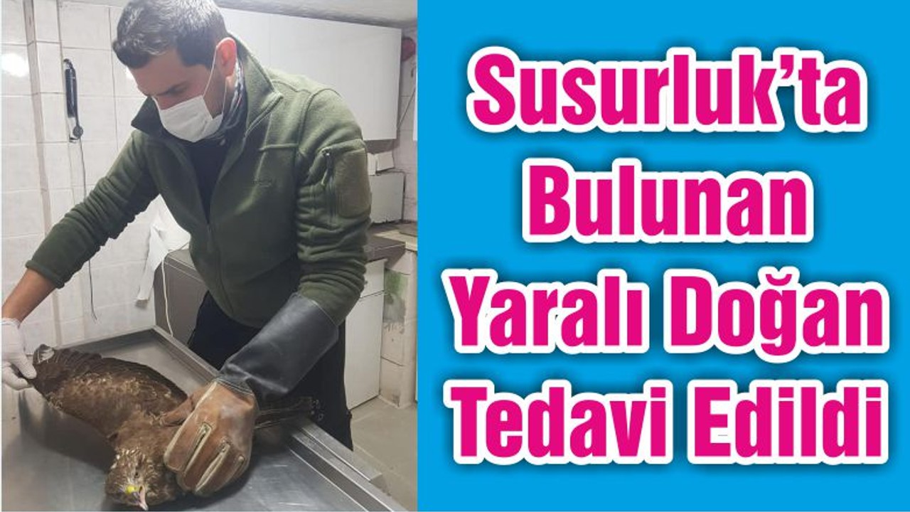 Susurluk’ta Bulunan Yaralı Doğan Tedavi Edildi