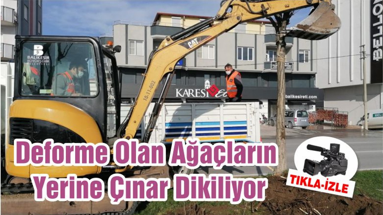 Deforme Olan Ağaçların Yerine Çınar Dikiliyor