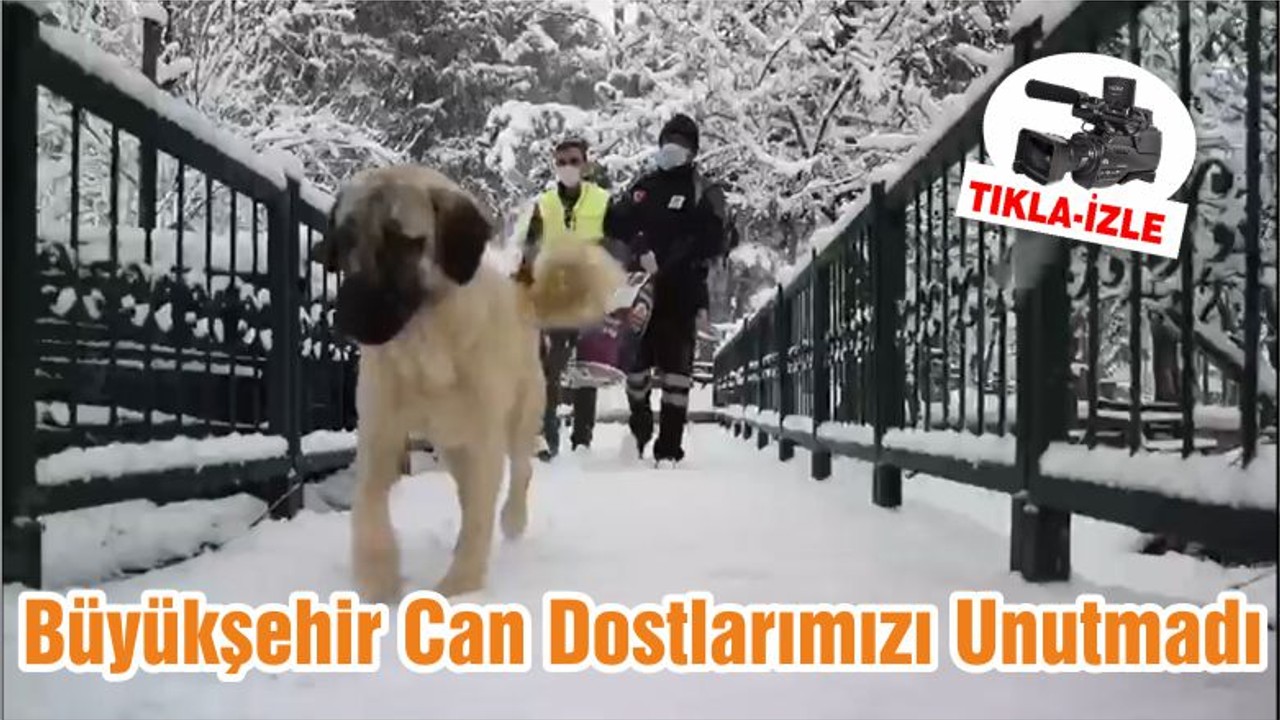 Büyükşehir Can Dostlarımızı Unutmadı