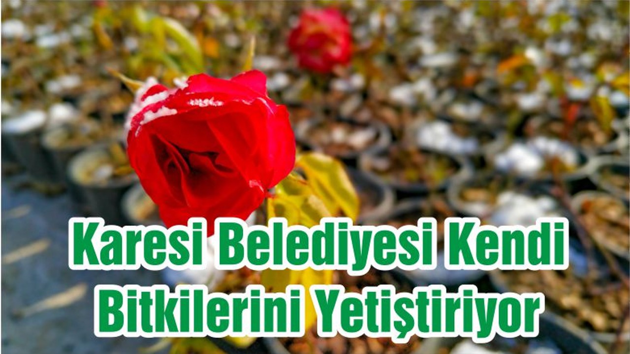 Karesi Belediyesi Kendi Bitkilerini Yetiştiriyor