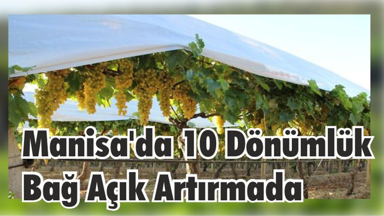 Manisa’da 10 Dönümlük Bağ Açık Artırmada