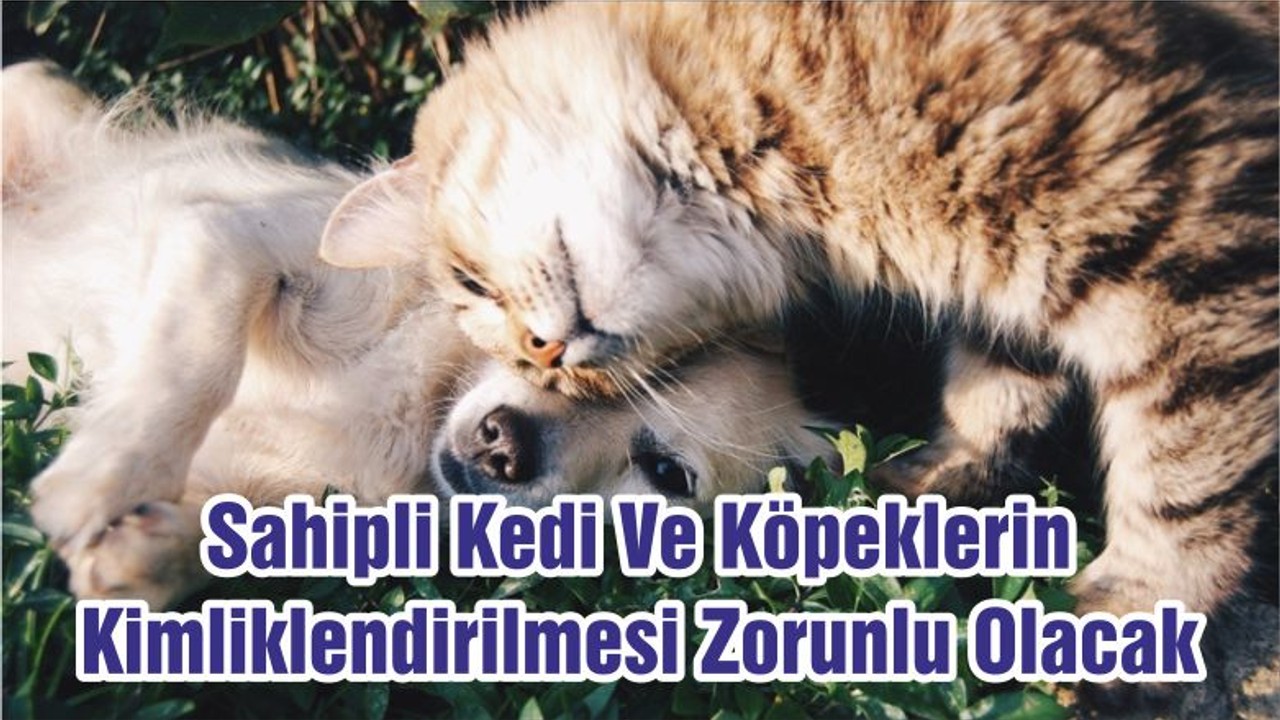 Sahipli Kedi Ve Köpeklerin Kimliklendirilmesi Zorunlu Olacak