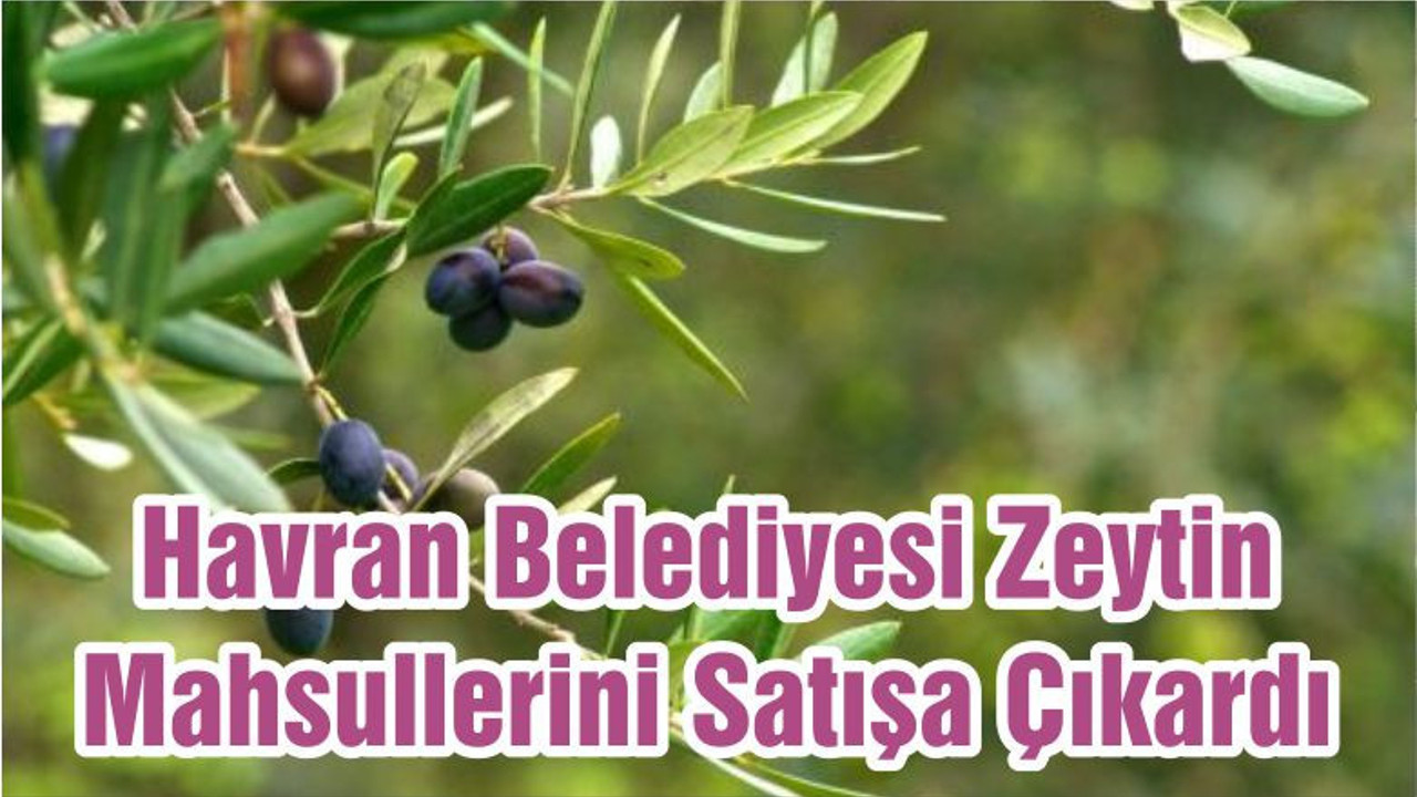 Havran Belediyesi Zeytin Mahsullerini Satışa Çıkardı